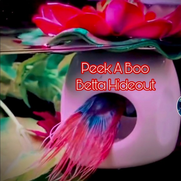 Betta Fish Floating (peek a boo) hideout - Picture 6 of 9